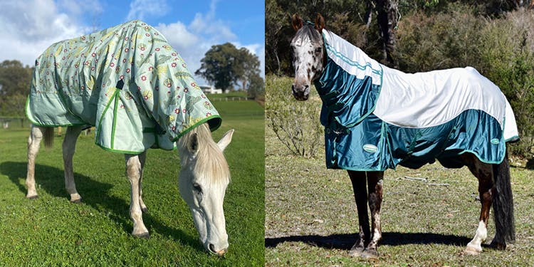 Horses wearing WeatherBeeta Horse Rugs