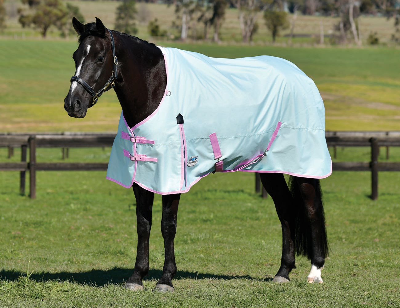 Black horse standing in a field wearing WeatherBeeta ComFiTec Classic Standard Neck Lite turnout rug