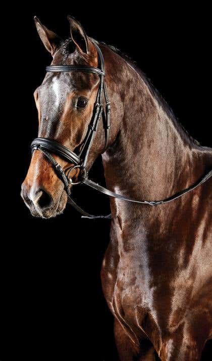 Syntovia+ Padded Raised Flash Bridle