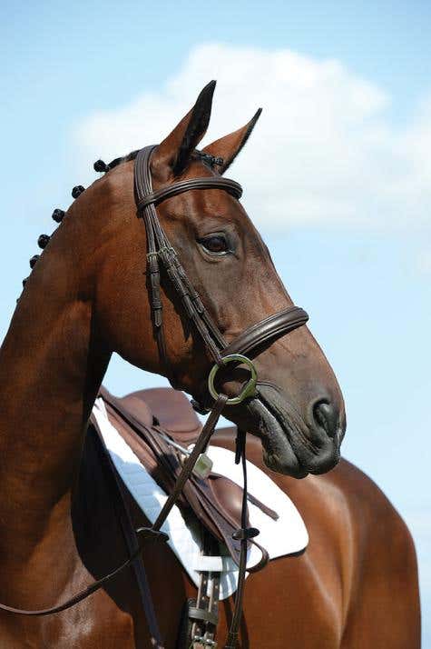 Syntovia+ Padded Raised Cavesson Bridle