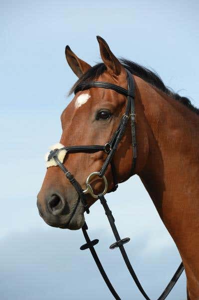 Syntovia+ Padded Raised Figure 8 Bridle