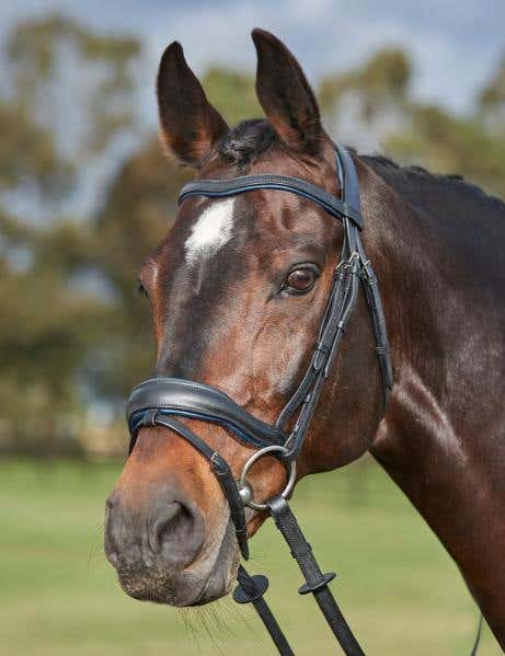 ComFiTec Grace Bridle