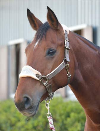Prime Plus Headcollar And Lead Set