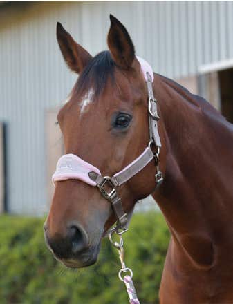 Prime Plus Headcollar And Lead Set